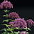 Eutrochium purpureum 3D Model Set 3D model small image 3