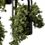 695 Hanging Indoor Plants 3D model small image 3