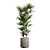 Exotic Indoor Plants Pack 66 3D model small image 4