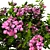 Evergreen Blooming Shrub 3D Collection 3D model small image 3