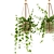 Hanging Ivy Plants Set25 Pot 3D model small image 4