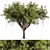 Rustic Oak Tree Set 303 3D model small image 1