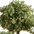  Citrus Heaven: Lemon Plants 3D model small image 5