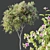 Orchid Tree 3D Models Bundle 3D model small image 3