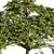 Oak Tree Bundle - 3D Models 3D model small image 3