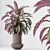 Velvet Calathea Houseplant 3D Models 3D model small image 2