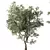 Forest Grove Miniature Tree Set 3D model small image 6