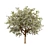 Prunus Black Cherry 3D Trees 3D model small image 4