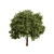 Prunus Black Cherry 3D Trees 3D model small image 5