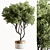 Outdoor Pine Tree in Pot 3D model small image 1