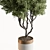 Outdoor Pine Tree in Pot 3D model small image 2