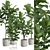 Giant Leaf Ficus Tree Pack 3D model small image 2