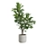 Giant Leaf Ficus Tree Pack 3D model small image 6