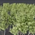 Carpinus Betulus 3D Model Collection 3D model small image 6