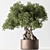 Exquisite Bonsai Plant 719 3D model small image 1