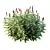 Elegant Myrtle & Malay Ginger Bouquet 3D model small image 6