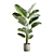 Lush Calathea Lutea Planter 3D model small image 2