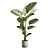 Lush Calathea Lutea Planter 3D model small image 6