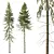 Spruce Tree02 3D Model Kit 3D model small image 1