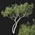 Corona Render Eucalyptus Tree Model 3D model small image 1