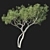 Corona Render Eucalyptus Tree Model 3D model small image 4