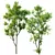 Celtis Australis 3D Model Pack 3D model small image 1