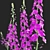 Elegant Verbascum Flower Collection 3D model small image 6