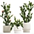 Desert Cactus Collection 1475 3D model small image 1