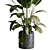 Rubber Ficus Indoor Plant 501 3D model small image 4