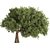 Elegant Olive Tree Set 16 3D model small image 2