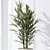 Indoor Plant Collection Set 81 3D model small image 5