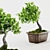 Bonsai Plant 3D Model Render 3D model small image 1