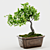 Bonsai Plant 3D Model Render 3D model small image 4