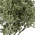 Boxwood Tree Set 315 3D model small image 2