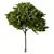 Dimensional Growth Release Tree 3D model small image 1