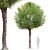 Round Shape Tree with Vray Materials 3D model small image 1