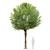 Round Shape Tree with Vray Materials 3D model small image 4