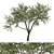  Coast Live Oak Tree Model 3D model small image 1