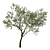 Coast Live Oak Tree Model 3D model small image 2