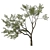 Coast Live Oak Tree Model 3D model small image 1