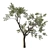 Coast Live Oak Tree Model 3D model small image 2