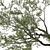 Coast Live Oak Tree Model 3D model small image 3