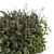 Outdoor Plants Bush Set 2259 3D model small image 3