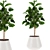 210K Poly 3D Plants Set 3D model small image 1