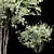 Amelanchier Lamarckii Bush 3D Models 3D model small image 2