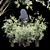 Amelanchier Lamarckii Bush 3D Models 3D model small image 4