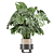 PBR Indoor Plant Set 02 3D model small image 5