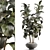 Lush Rubber Tree Miniature 3D model small image 1