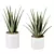 Healthful Aloe Vera Succulents Set 3D model small image 1