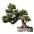 Zen Bonsai Tree Set 3D model small image 1